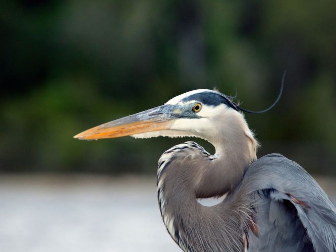 Whats the Blue Heron Animal Totem? Learn Its Spiritual Significance