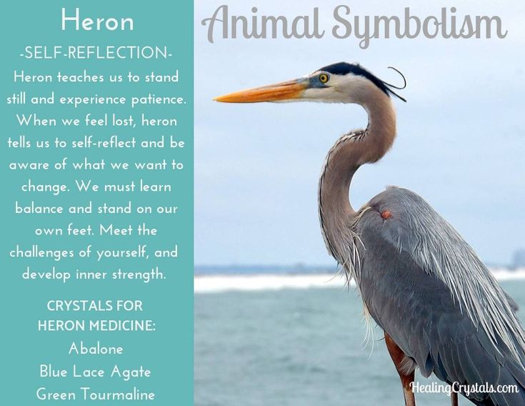 Whats the Blue Heron Animal Totem? Learn Its Spiritual Significance