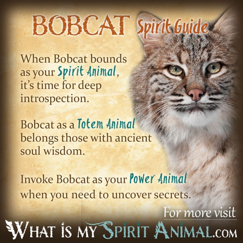 Bobcat totem meaning: discover your inner strength and independence now!