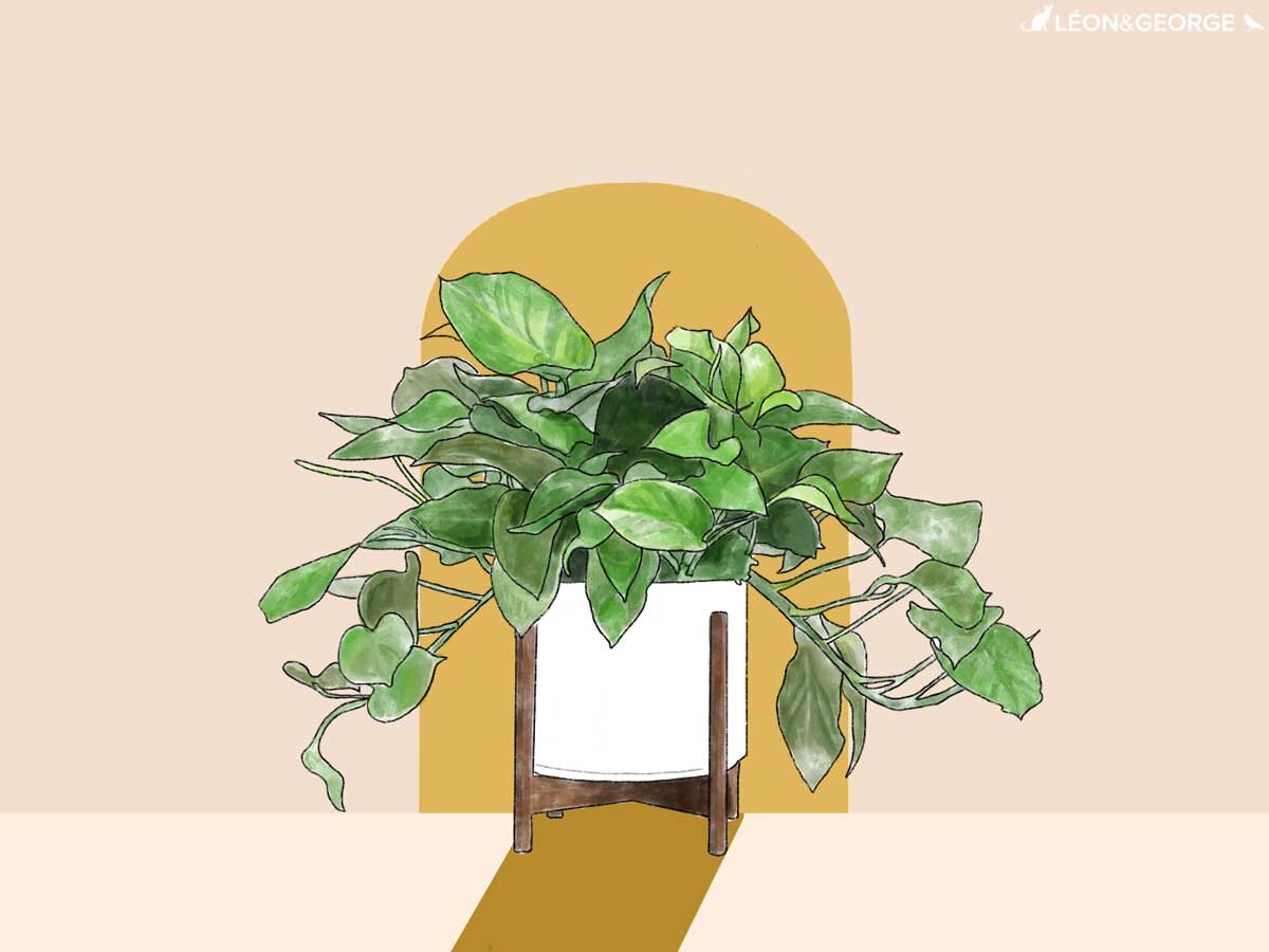 Pothos Totem Care Guide: Easy Tips for Beginners Who Just Started.