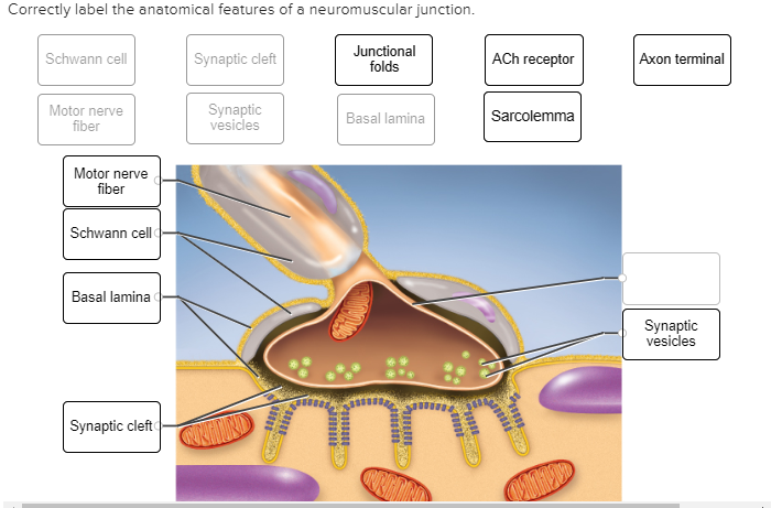 Correctly Label the Neuromuscular Junction: A Quick and Easy Way