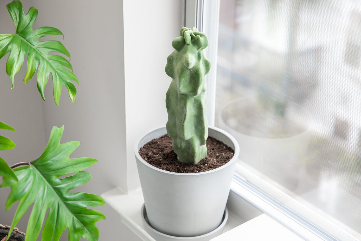 Growing Panic Totem Pole: Discover the best ways to propagate and fertilize it!