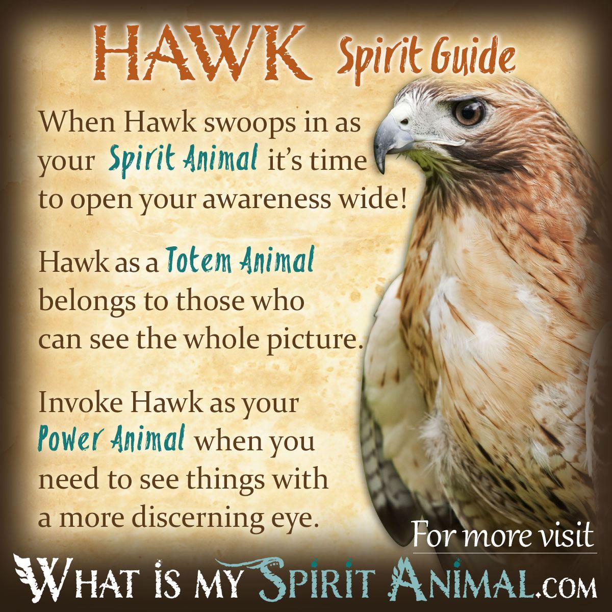 Red Tailed Hawk Totem Symbolism: What Does It Mean for You?