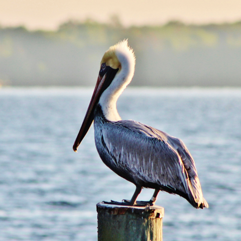 Pelican Animal Totem: Discover Its Secrets and Improve Your Life Now!