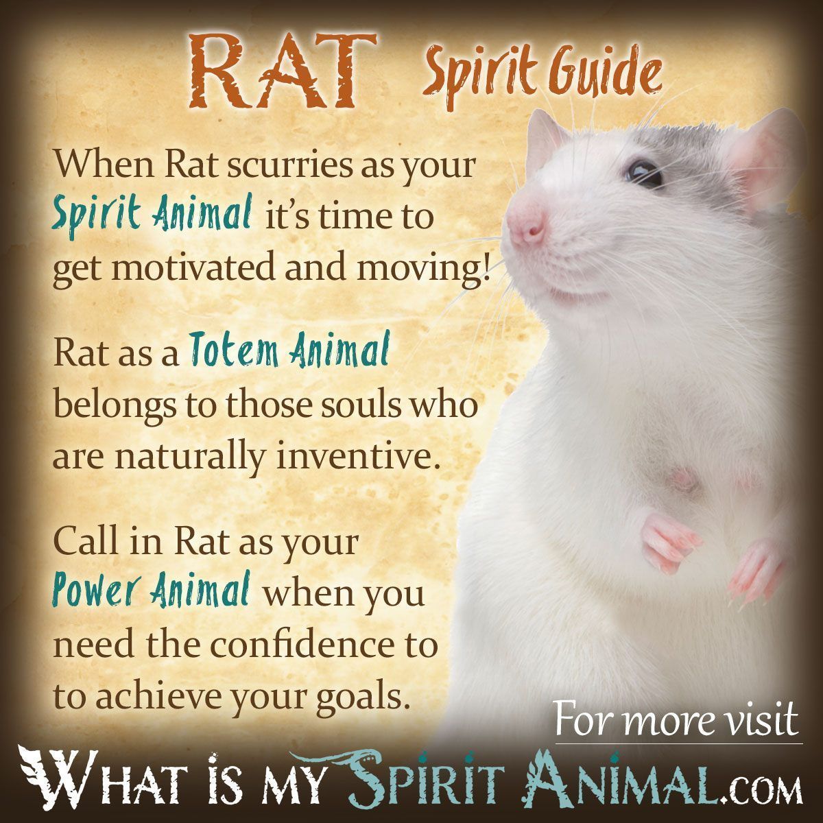 Rat Totem Explained: Learn About the Power and Wisdom of the Rat