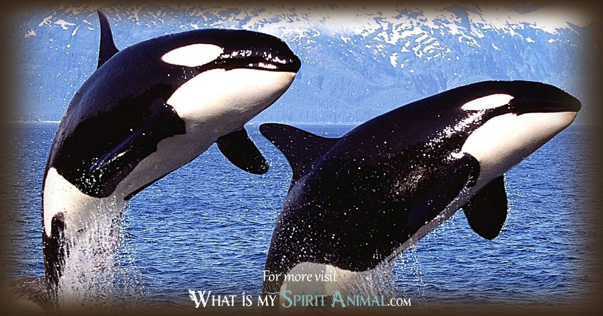 Orca whale totem meaning: Discover the symbolism and power of this strong animal guide.