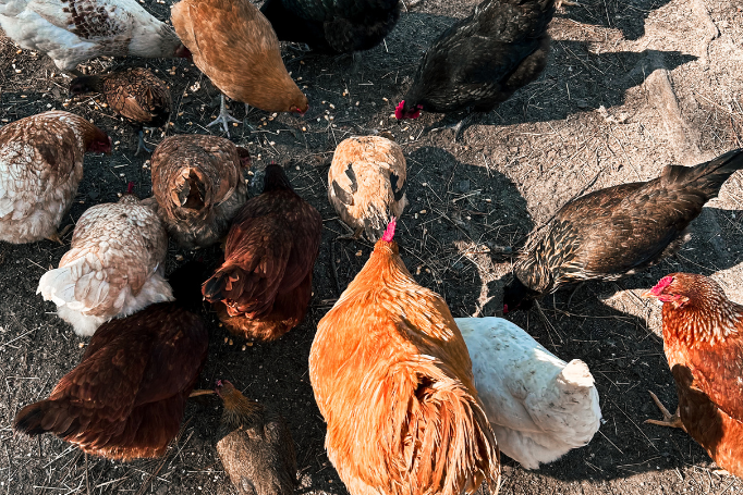 Straight Run Chickens vs. Sexed Chicks: Which Should You Choose for Your Flock?