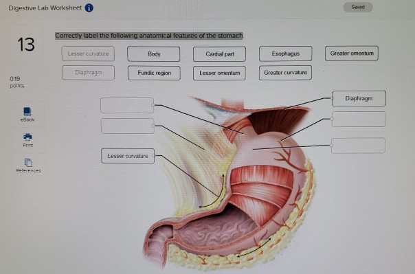 Label Stomach Parts Right: How to Correctly Label the Following Anatomical Features of the Stomach?