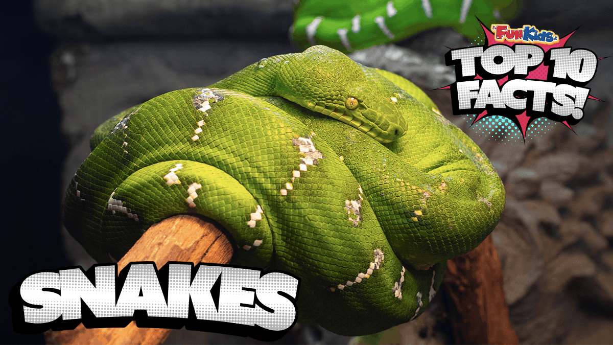 What is the Upturned Feature of Some Snakes? Here are the top 5 facts that you need to know now.