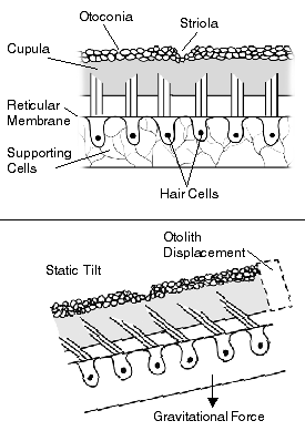 Label Otolithic Membrane Parts: Easy Steps You Can Follow