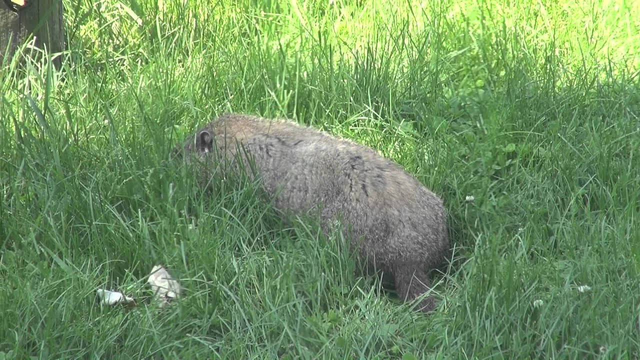 Where to find your groundhog totem? Check out these places!