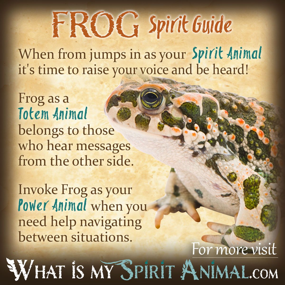 Toad Totem Meaning (Easy Guide to Understanding Your Toad Totem)