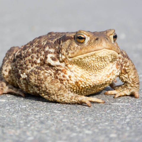 Toad Totem Meaning (Easy Guide to Understanding Your Toad Totem)