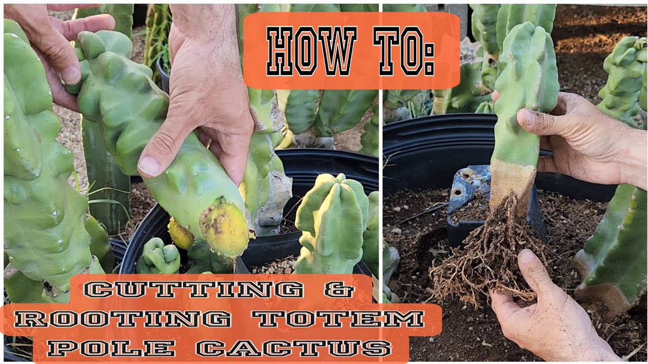 Growing Panic Totem Pole: Discover the best ways to propagate and fertilize it!