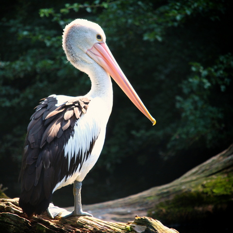 Pelican Animal Totem: Discover Its Secrets and Improve Your Life Now!