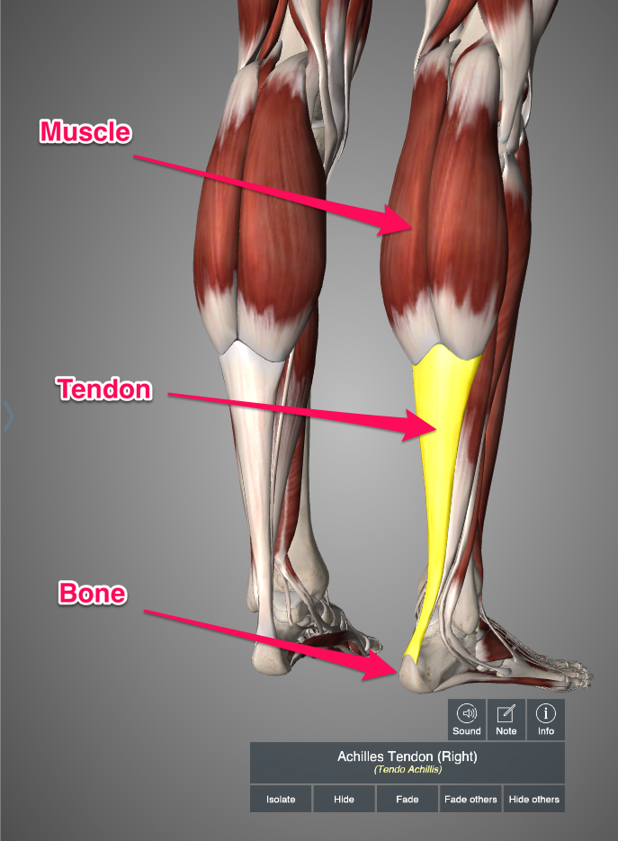 Achilles Hurts When I Run: Common Causes and Fixes!