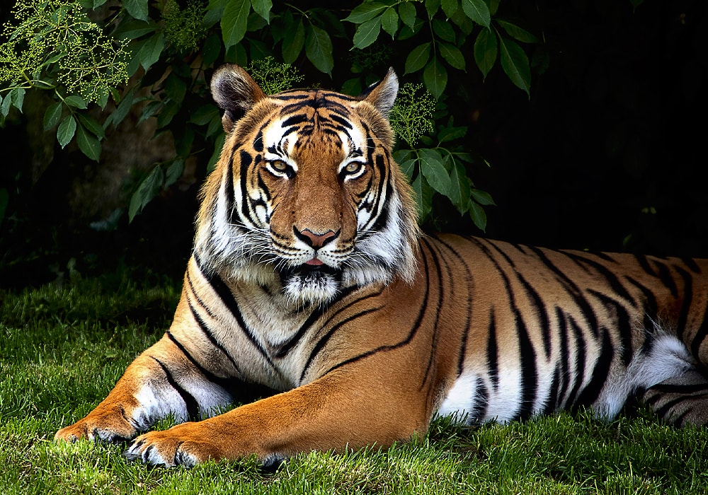 Whats a tiger totem animal mean? Get the full guide for the tiger totem animal now.