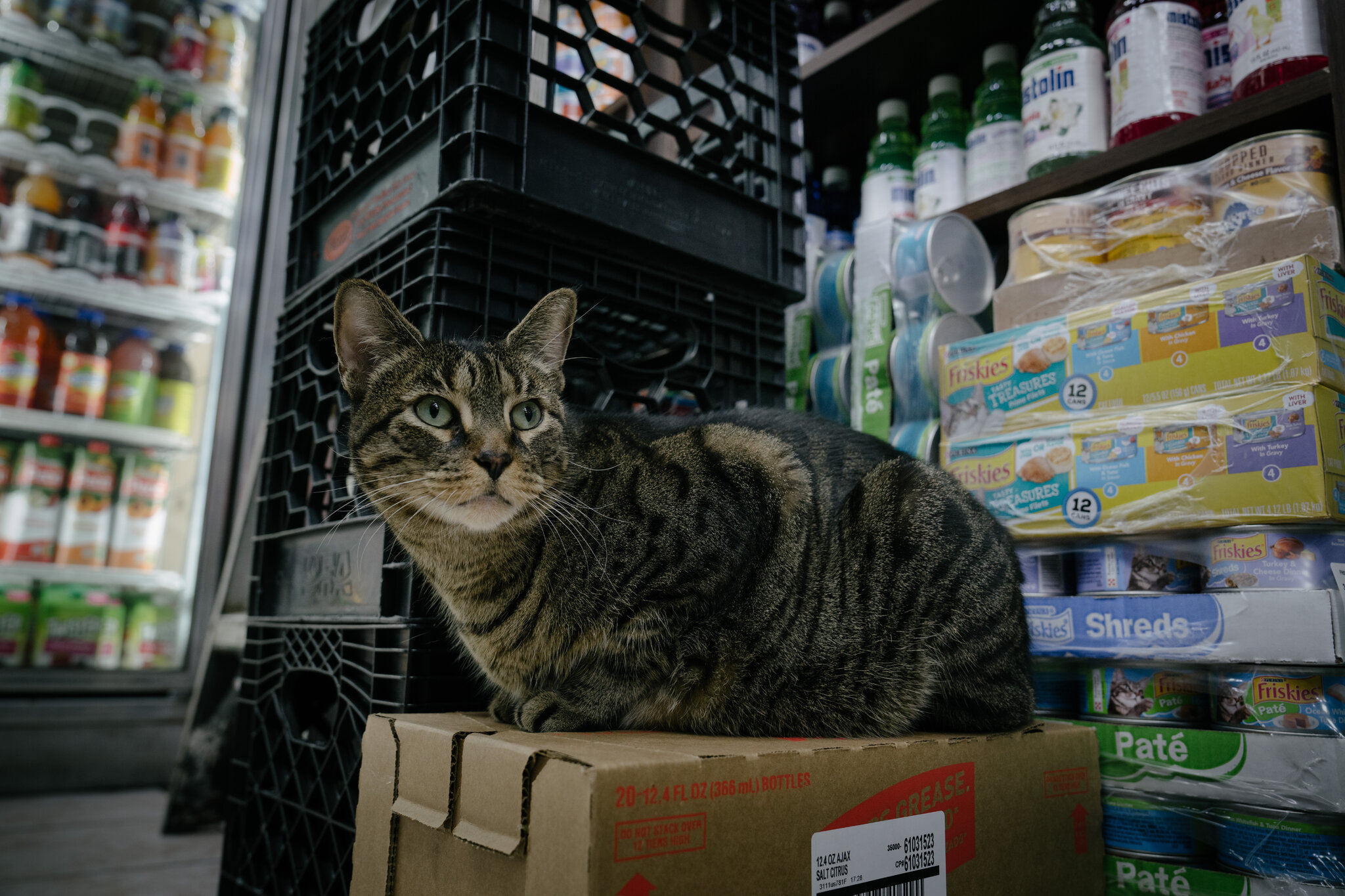 Need Help on Feature of Many a Bodega NYT Crossword Answer? It is a Cat