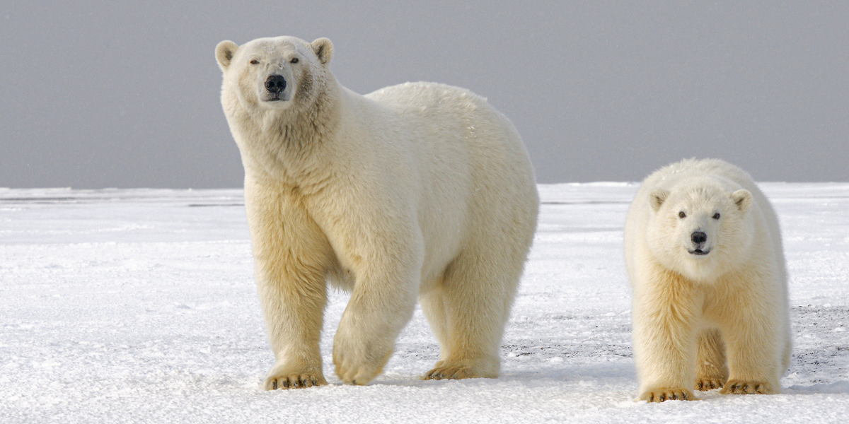 Polar bear totem animal meaning: Learn how to embrace your inner strength and power.