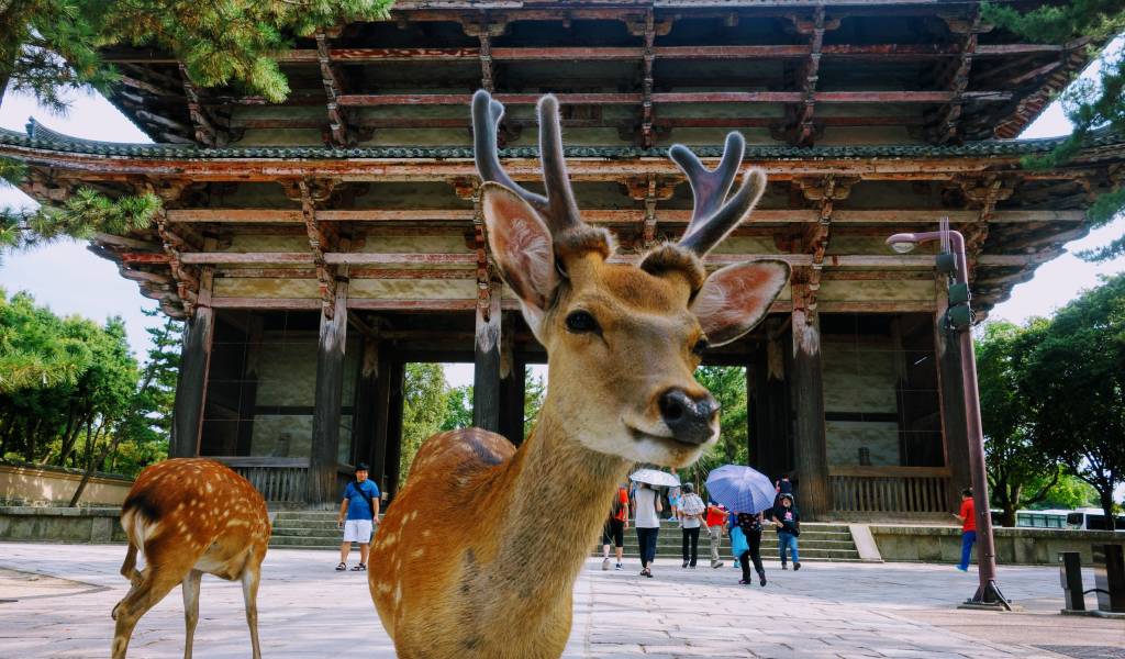 nara totem lodge activities (fun things to do during stay)