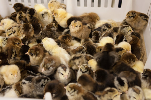 Straight Run Chickens vs. Sexed Chicks: Which Should You Choose for Your Flock?